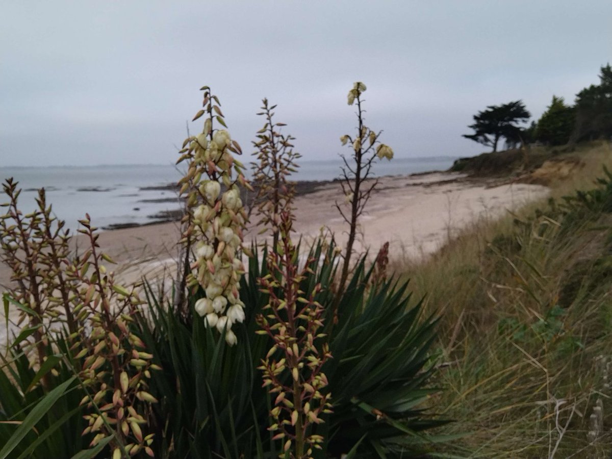 Aredius44's tweet image. #Penestin #Vilaine #Morbihan