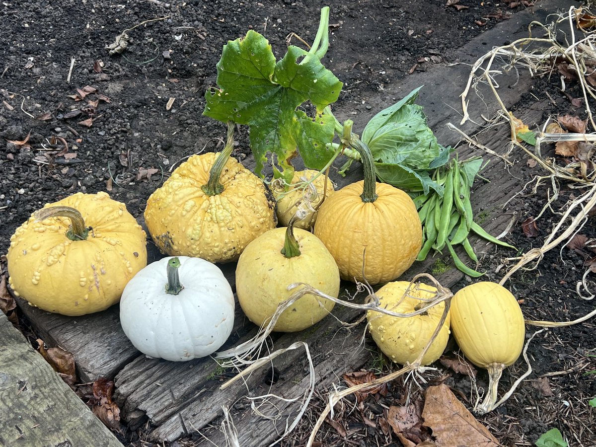 The harvest in our new allotment run by Moira ⁦<a href="/geshNHS/">St George's, Epsom and St Helier</a>⁩. This crop goes to the community fridge to help people in need.