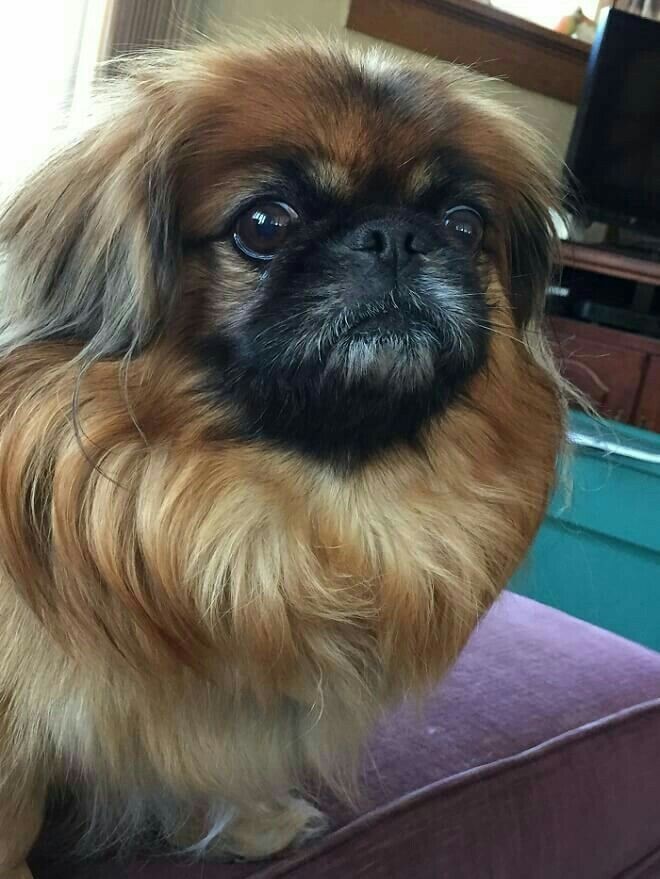 AgorrecaJulieta's tweet photo. Mí viejo dijo que parece un perro pekinés #loveisblind https://t.co/hVvBuTYbUv