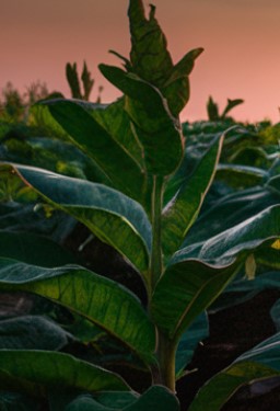 TerorMonster #WAXP NFT giveaway

We are giving away 3x Common Tobacco NFTs, to all who Retweet and tag a friend in the comments 👇

The giveaway ends in 72 hours.
#NFT #Giveaway #TerorMonster #NFTs