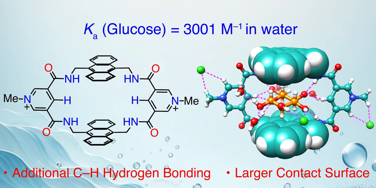 vincentchem's tweet photo. Cracking the challenge of synthetic lectins! Our latest in @ChemicalScience introduces a tetralactam macrocycle that binds glucose in water with over 5x the strength of natural lectin ConA.  Bonus: a stunning crystal structure! https://t.co/qlNQOBNhom https://t.co/df6oR8aVw4