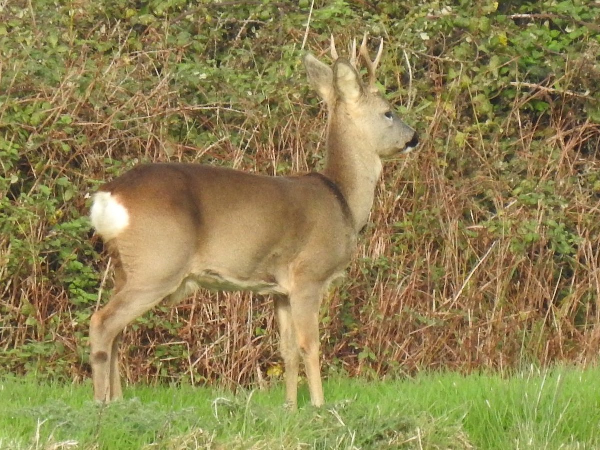 Phil Collins (@philcollins54) on Twitter photo 