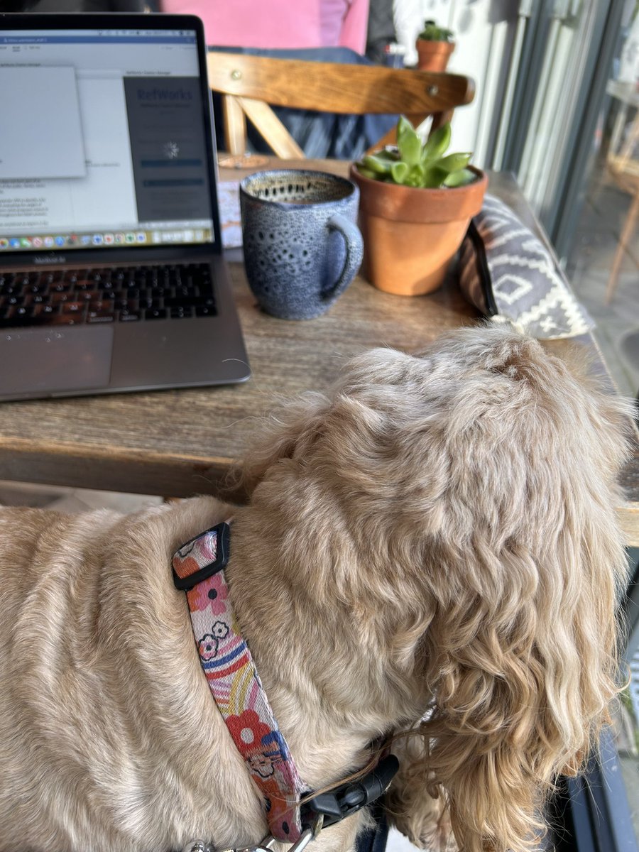 FromMrstoDr's tweet photo. I can’t say a pup on the lap is the most conducive to productivity 🤣 #PhD #PhDlife #cafestudy https://t.co/eARU05Cg18