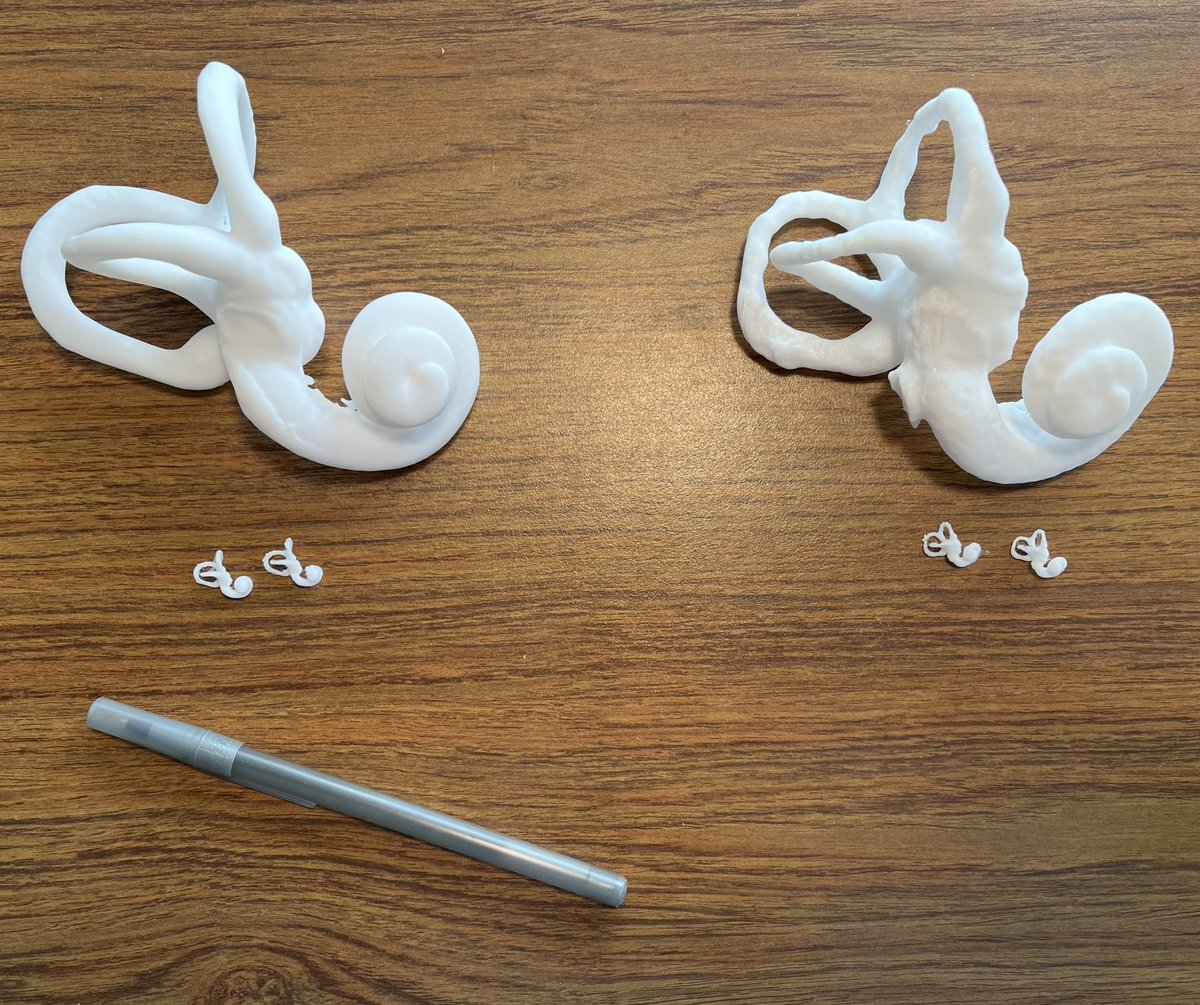 I had a great time at the <a href="/AMNH/">American Museum of Natural History</a> Human Origin’s lab “Family Scientists” night last week! The education team even 3D printed some👂 labyrinths from our upcoming paper for show and tell! 

Modern human on the left and fossil on right (small prints are actual size).
