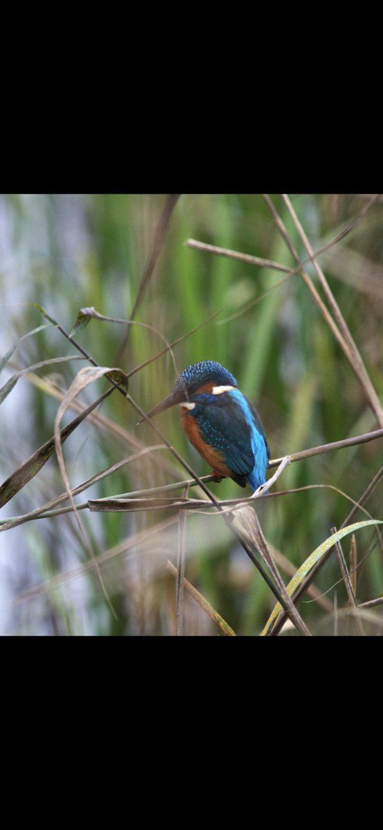 Experimenting with new photographic kit and liked this recent shot of a Kingfisher I took at nearby Blashford Lakes