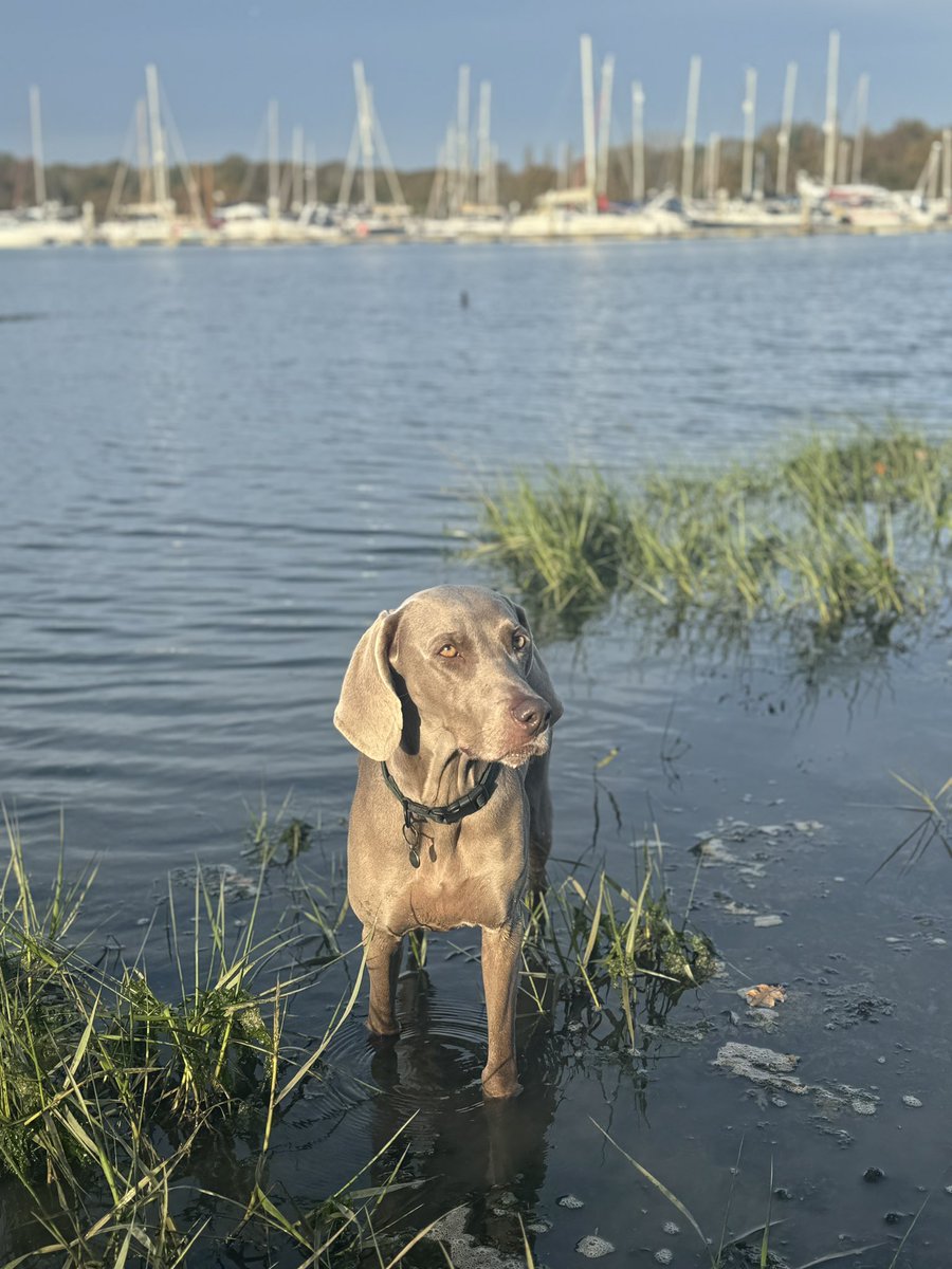 Quick break from science. How gorgeous is my girl?!