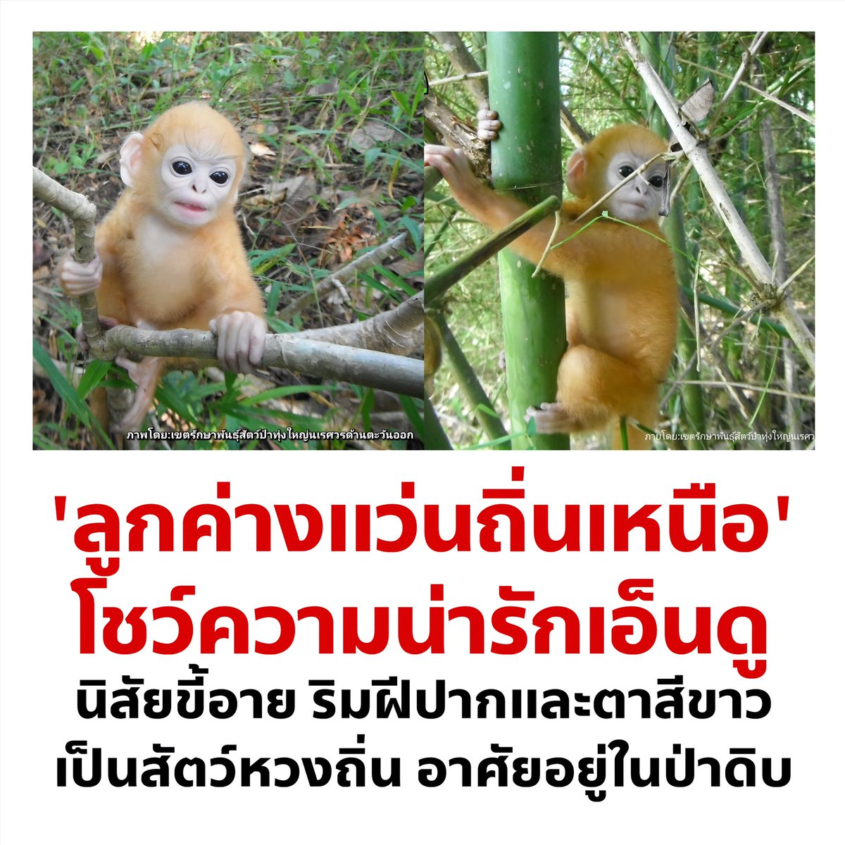 cnew888's tweet photo. นี่มันซุนหงอคงชัดๆ https://t.co/r58YSw6U2Z