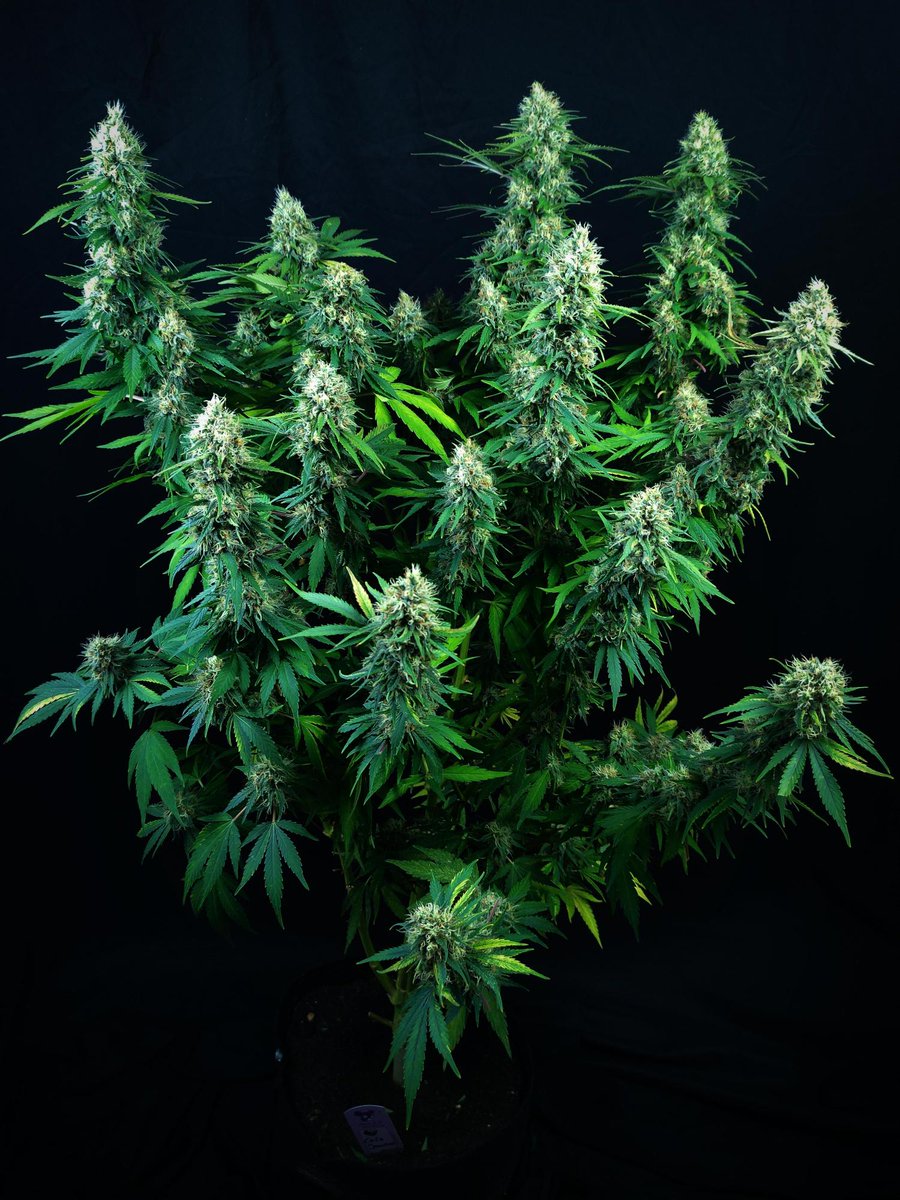 🌱 Monday Giveaway Madness! Time to Grow! 🌱

Ready to kickstart your week with some epic seeds? We’re giving away:

✨ 1x Deep Jealousy Auto (5 feminized seeds)
🌴 1x Tahiti Vibez Auto (5 feminized seeds)
🥥 1x Coco Jambo (5 feminized seeds)
🌀 Anesia Grinder
👕 Anesia Merch

🚨