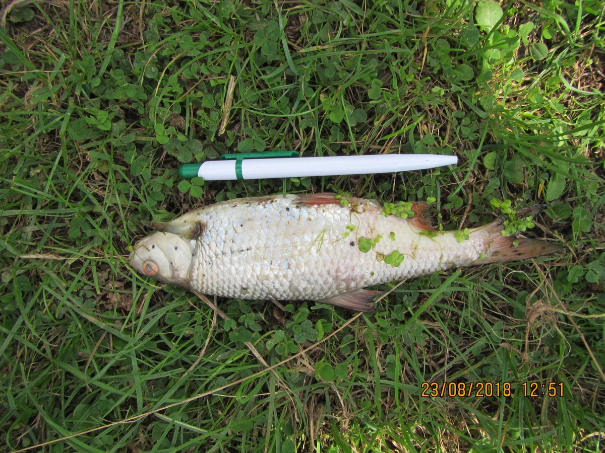 Wessex Water fined £500,000 + costs for pollution cases in #Melksham and #WickStLawrence bit.ly/3CwxFNC