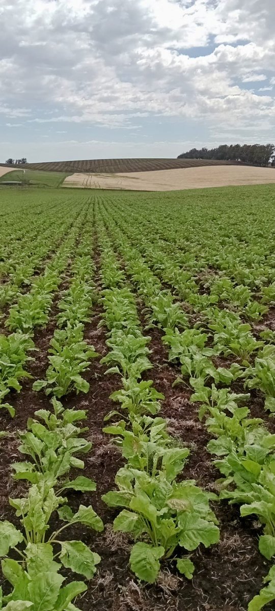 Con los 98 mm caídos hasta ahora en noviembre la remolacha forrajera se viene al galope.