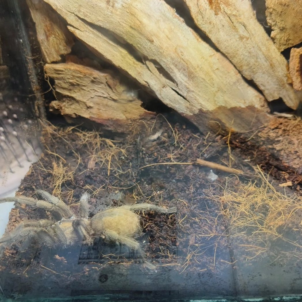 My beautiful baby بهاء 🖤🖤🖤
#tarantula #spider