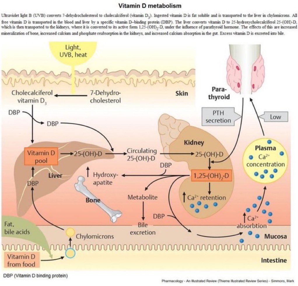 NutrioSci's tweet photo. Vitamin D metabolism

#Vitamin #nutrition #nutrients #VitaminD https://t.co/oTW17odY3b