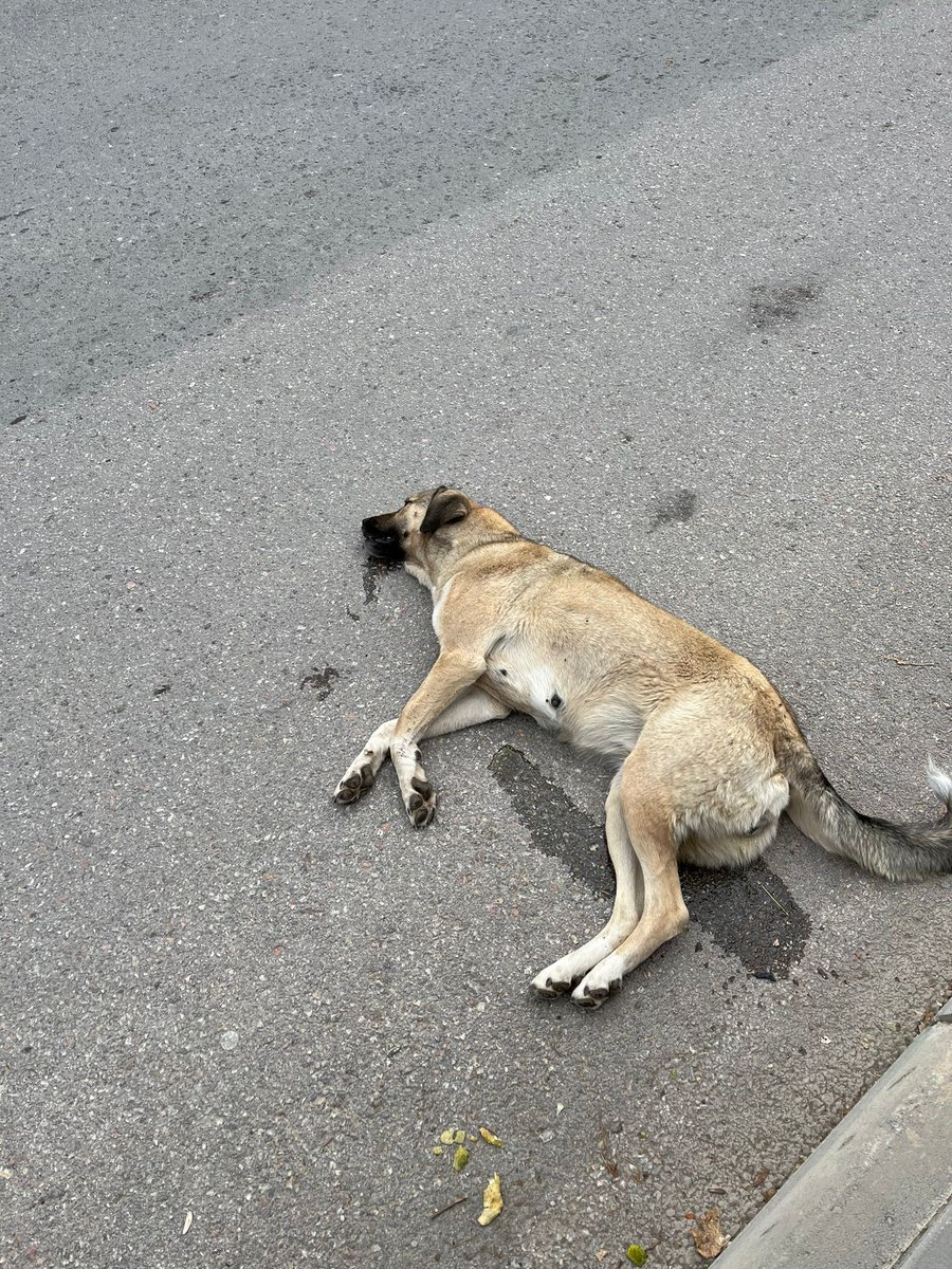 patiliseda's tweet photo. Konya Bozkır Belediyesi. Şaşırdık mı? Hayvan sevecek diye kuyruğunu sallayarak gelmiş ve öldürmüşler. Üstelik uysal ve anne. Yavruları varmış. Az önce geldi videolar.Bol paylaşım ve etiket desteği gerekiyor!
@haydarozkan06 @Nihal_K34 
@BozkirBelediye https://t.co/nxENg19Rnb