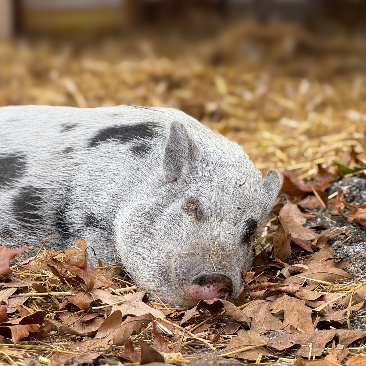 LifewithPigs's tweet photo. Charlotte looks so sweet and innocent in her bed of fallen leaves.  We love our little girl even if her behavior doesn’t always line up with angelic appearance. https://t.co/v8aBaddsdF