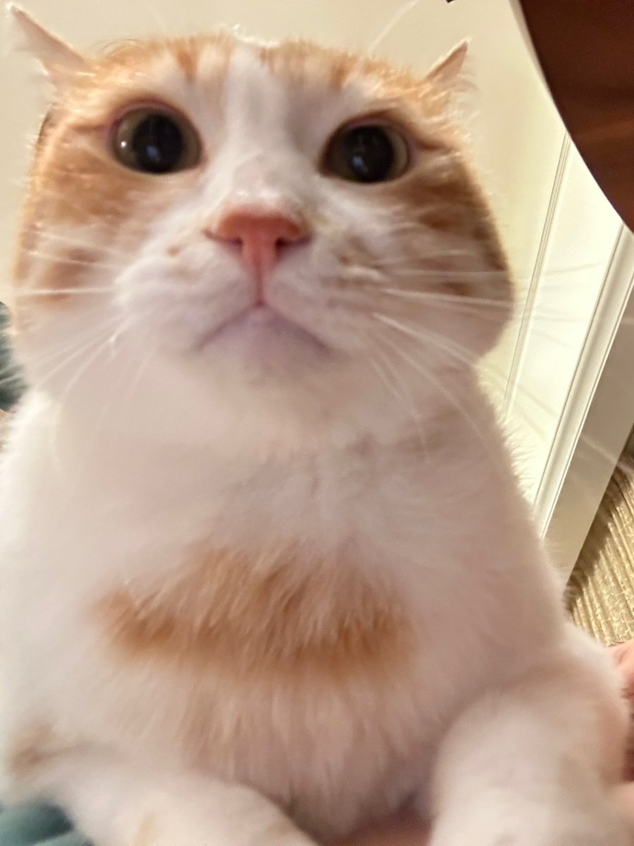 shellymewmew's tweet photo. Let meow check if there s anybody miss meow https://t.co/S7FnCyDJAF