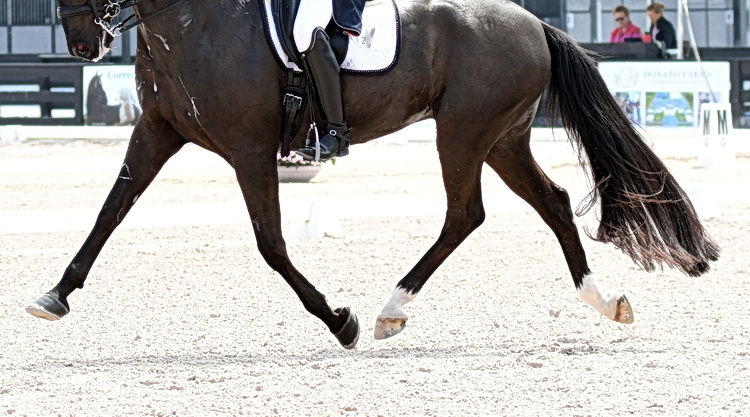 Will  Artificial Intelligence play a role judging your dressage test in the  not-so-distant future? Learn what representatives of major dressage  organizations think about that and other developments in the discipline at nancyjaffer.com