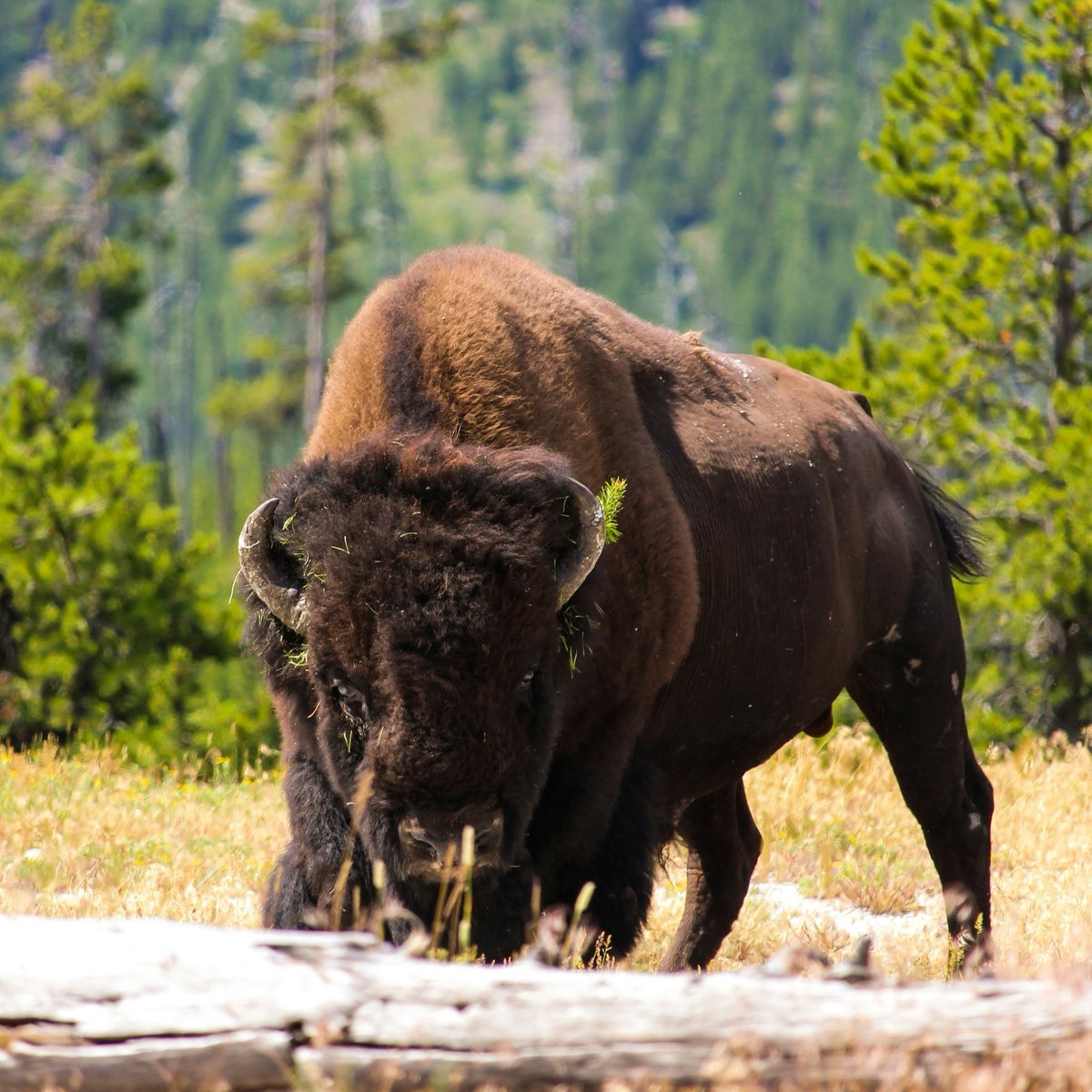WayoftheBison's tweet photo. While bison primarily graze on grasses, they can be selective in their choice of plants. They may avoid certain species or prefer specific types of vegetation based on availability and nutritional content. 🦬

#wayofthebison #bisonfan #bison #yellowstonenationalpark https://t.co/7tt4ch2MXR