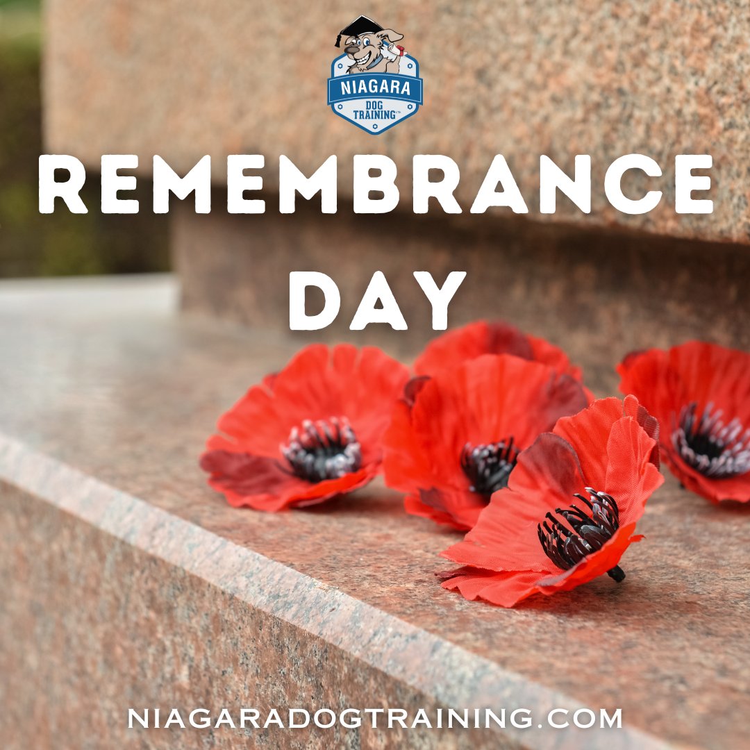 This Remembrance Day, we honour those who served for our freedom and the brave service animals by their side. Their courage, loyalty, and sacrifice will always be remembered.
#RemembranceDay #LestWeForget #NiagaraDogTraining