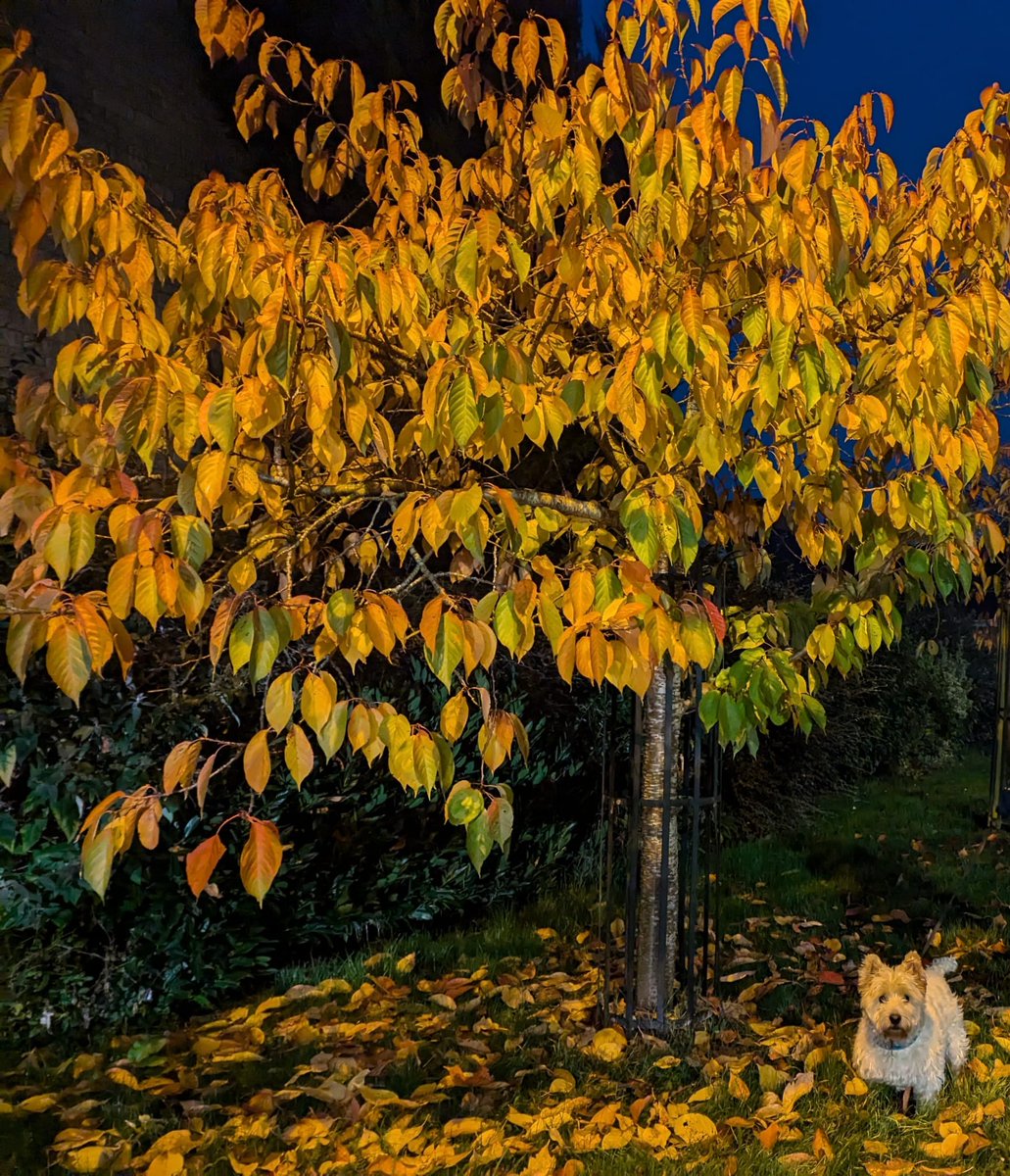 Cherwell District Council (@cherwellcouncil) on Twitter photo The nights may be drawing in, but autumn is a great time to get outside for a bracing walk and see some of north Oxfordshire’s lovely scenery.
If you’re looking for some inspiration, <a href="/gojauntly/">Go Jauntly</a> has dozens of digitised walks, from Kidlington to Cropredy walks.gojauntly.com/walking/gb/eng… The nights may be drawing in, but autumn is a great time to get outside for a bracing walk and see some of north Oxfordshire’s lovely scenery.
If you’re looking for some inspiration, <a href="/gojauntly/">Go Jauntly</a> has dozens of digitised walks, from Kidlington to Cropredy walks.gojauntly.com/walking/gb/eng…