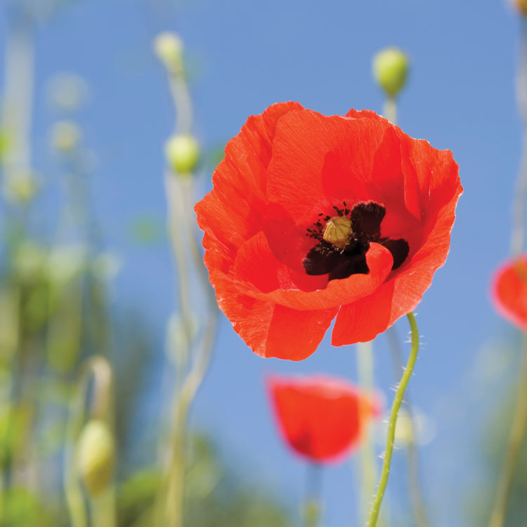 On this Remembrance Day, we honour the bravery, courage, and sacrifice of all those who have served and continue to serve our country. 

 #RemembranceDay #LestWeForget