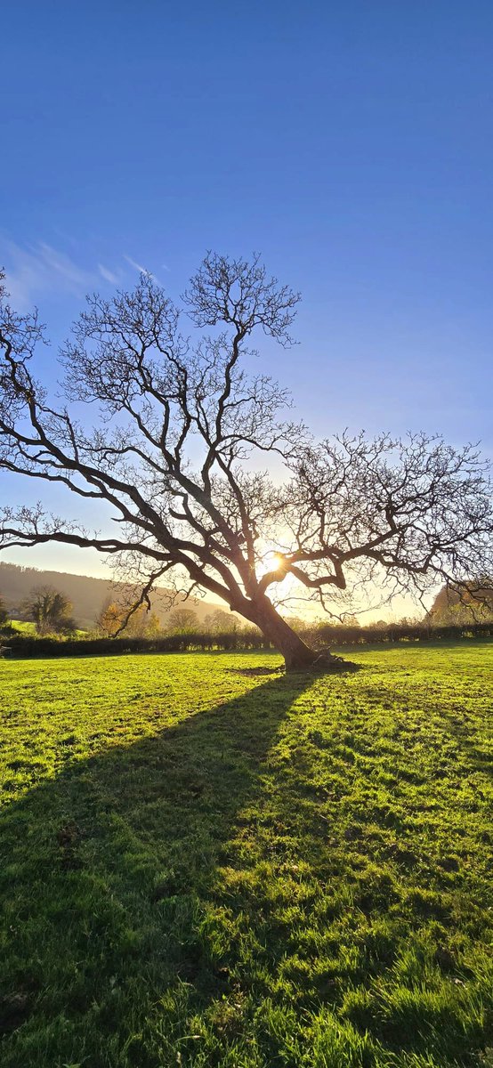 How this walnut tree remains standing on the farm, I don't know. I love autumn days like this 🍂❤️🍂x