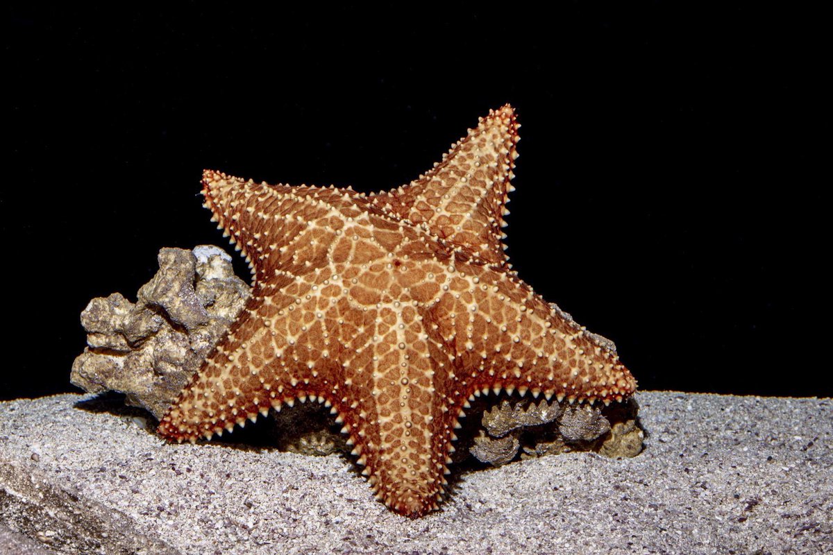 Monday, November 11 is Veterans Day! We recognize and honor all those who have served in the American Armed Forces. 🇺🇸

Free admission will be offered to US veterans with proper ID on Monday, November 11. Advanced tickets highly recommended — bit.ly/3Z1PgWQ.