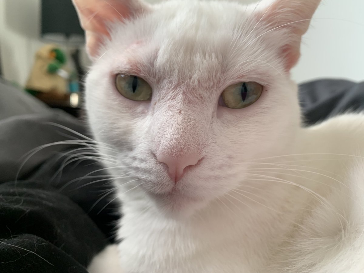 Osu16Bit's tweet image. Good morning. Molly is starting off a new week laying around in bed doing nothing. 👍😺