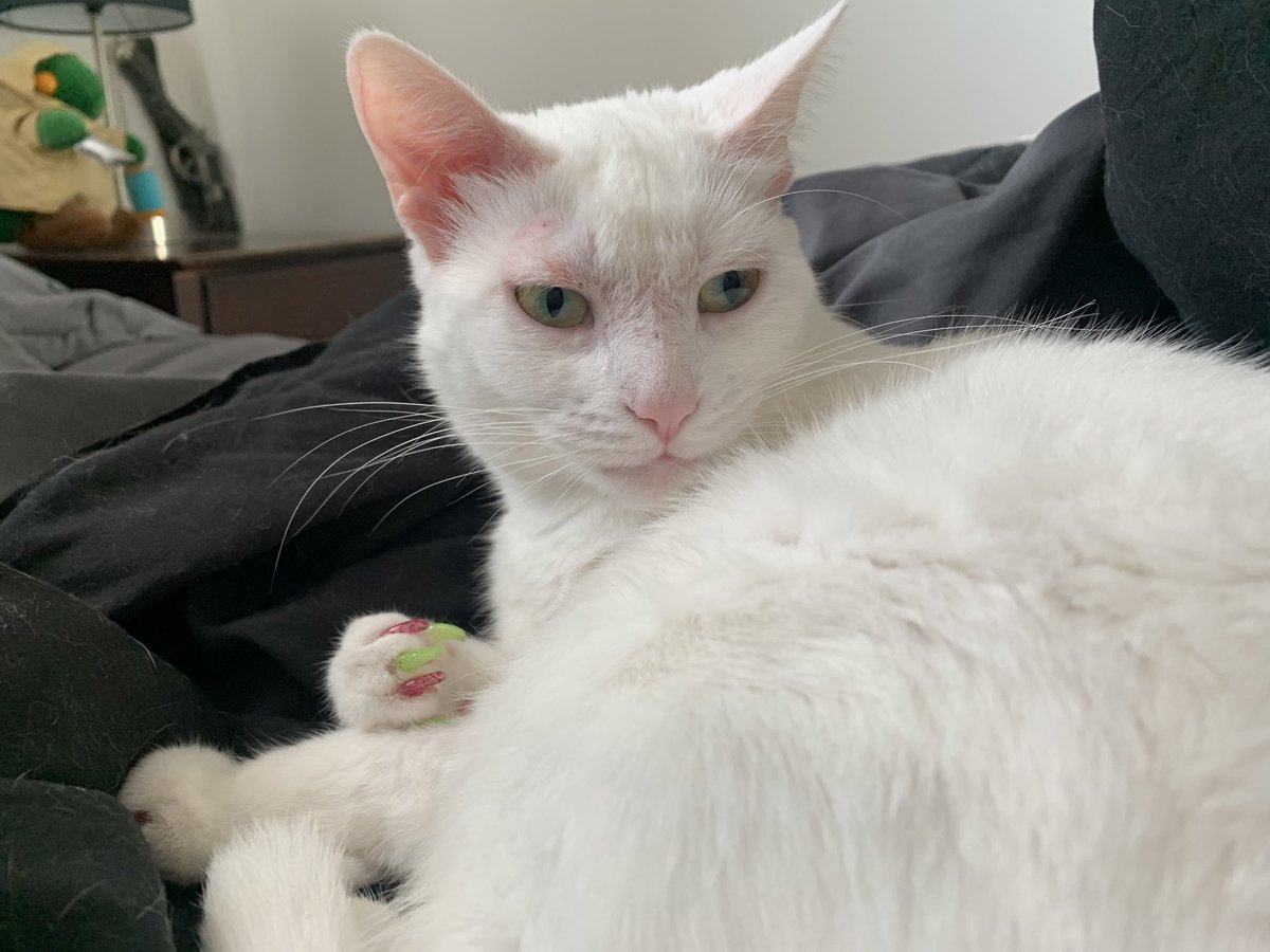Osu16Bit's tweet image. Good morning. Molly is starting off a new week laying around in bed doing nothing. 👍😺