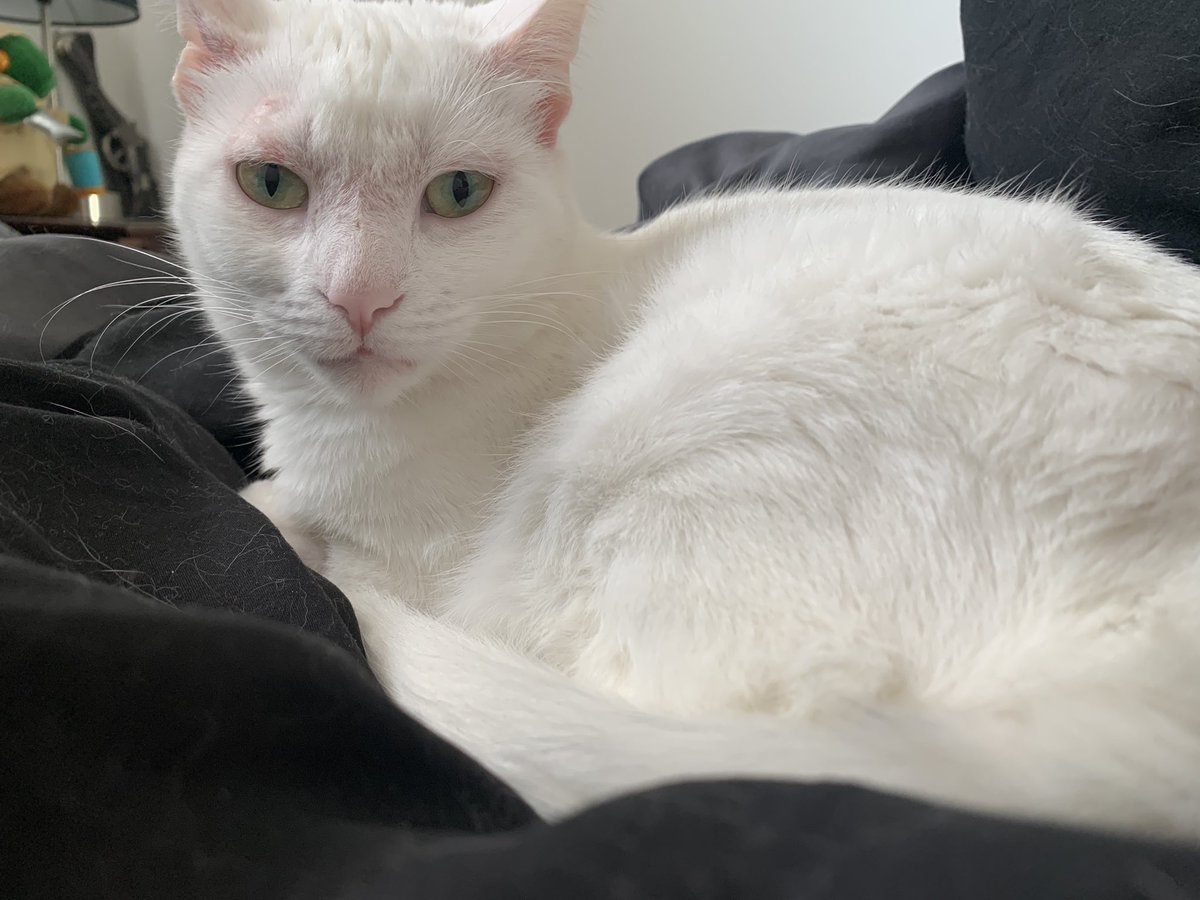 Osu16Bit's tweet image. Good morning. Molly is starting off a new week laying around in bed doing nothing. 👍😺