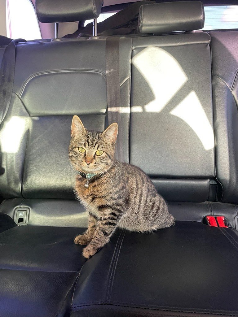Dit katje werd aangetroffen in de Pastorijstraat in #Walem #Mechelen. 
De chip geeft ons geen duidelijkheid over de eigenaar.
De eigenaar mag onze meldkamer contacteren op het nummer 015 464 464.