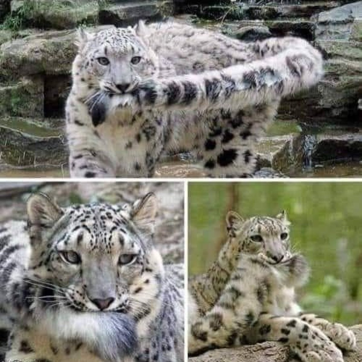 🍘주먹뱝🐯 tweet media