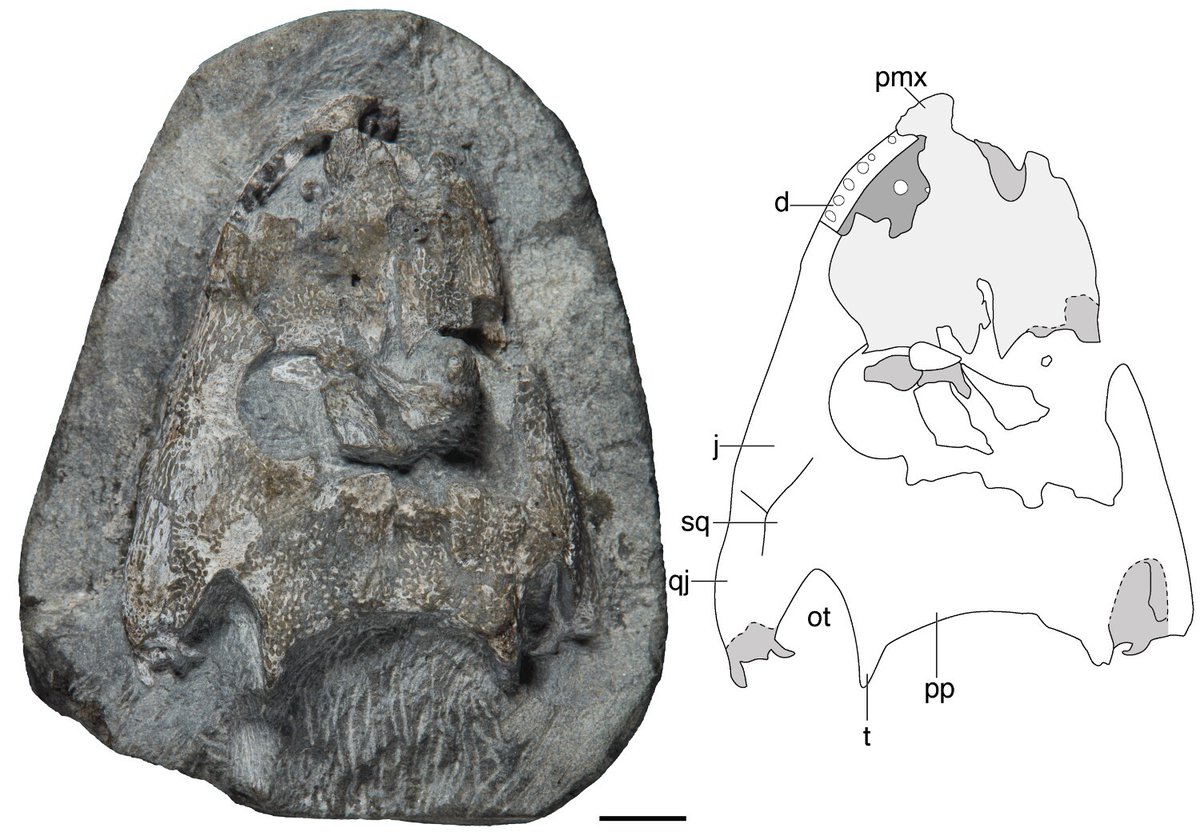 Bryan Gee (@koskinonodon) on Twitter photo The last paper from my postdoc with <a href="/ChristianSidor/">Christian A. Sidor</a> (and the 40th of my career!) is out today in <a href="/JVP_vertpaleo/">Journal of Vertebrate Paleontology</a> where we describe a slew/mess of small Antarctic #temnospondyls from the lower+middle Fremouw Fm (Early Triassic)
📰: doi.org/10.1080/027246…
#temnovember
🧵👇 (1/6) The last paper from my postdoc with <a href="/ChristianSidor/">Christian A. Sidor</a> (and the 40th of my career!) is out today in <a href="/JVP_vertpaleo/">Journal of Vertebrate Paleontology</a> where we describe a slew/mess of small Antarctic #temnospondyls from the lower+middle Fremouw Fm (Early Triassic)
📰: doi.org/10.1080/027246…
#temnovember
🧵👇 (1/6)