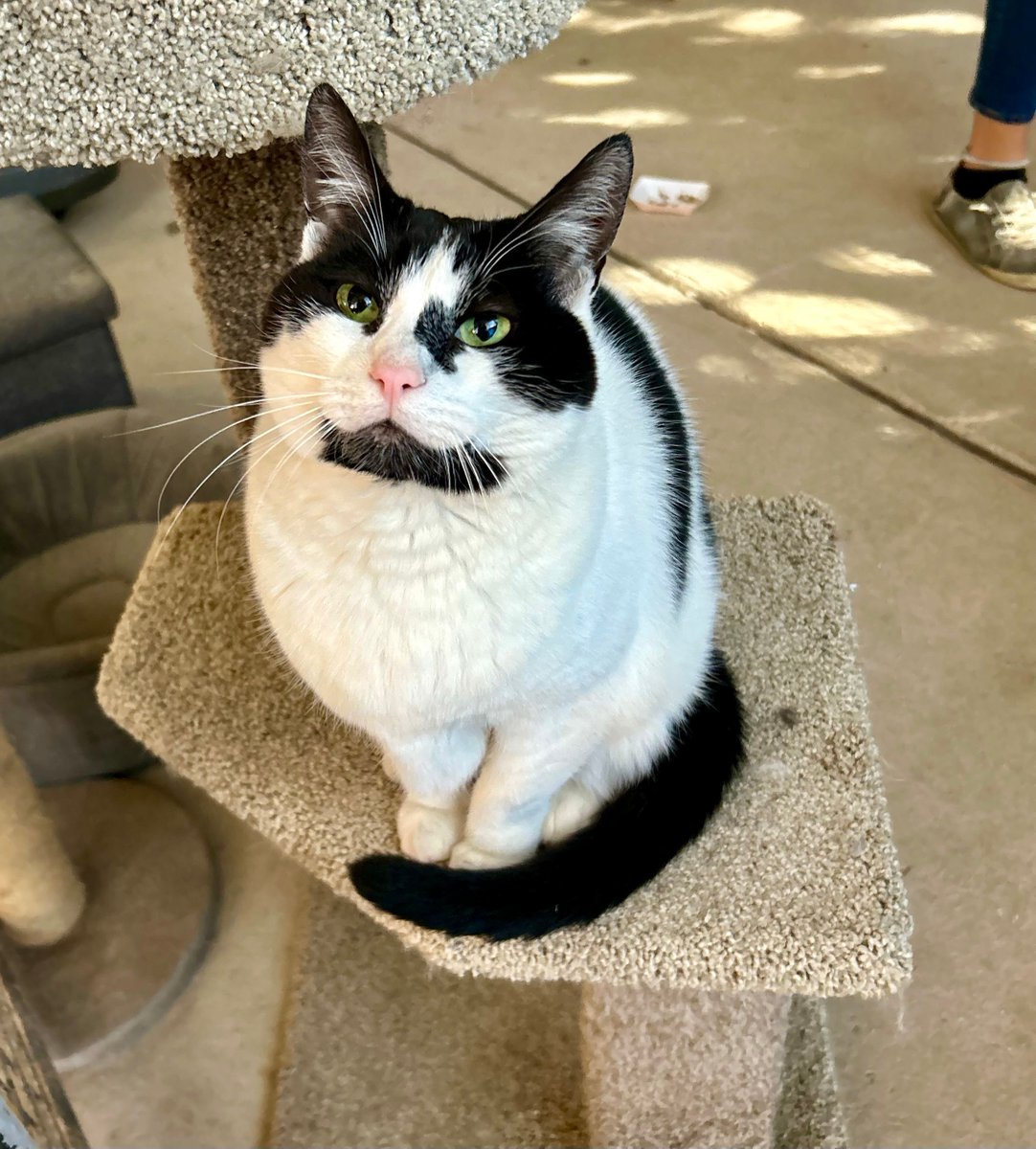 WishesRescue's tweet photo. We have TRASHBAG's lifetime medical records. He was also known as Fred and Monty in previous lives. Our volunteers call him Beardy.

Call him whatever you want if you adopt him in #Tucson! Up to date on shots, wormed, microchipped, neutered, and Felv/Fiv negative. https://t.co/mJ9GsohMGr