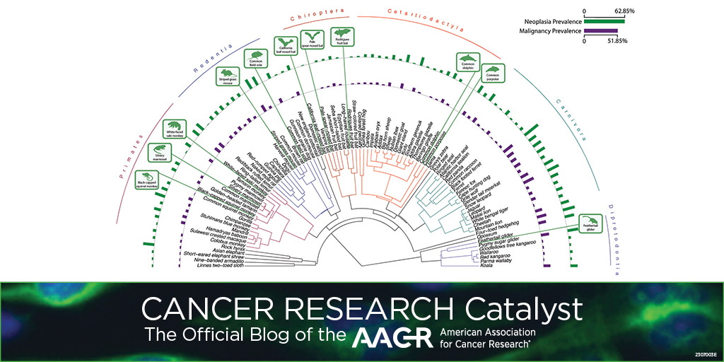AACR Foundation (@aacrfoundation) on Twitter photo What can cancer in ferrets, opossums, and even penguins tell us about cancer in humans? A recent study published in the <a href="/AACR/">AACR</a> journal <a href="/CD_AACR/">Cancer Discovery</a> has some insights. Learn more on the #AACRBlog: bit.ly/3UIDMVq <a href="/arizonaevo/">Zach Compton</a> <a href="/UAZCancer/">University of Arizona Cancer Center</a> What can cancer in ferrets, opossums, and even penguins tell us about cancer in humans? A recent study published in the <a href="/AACR/">AACR</a> journal <a href="/CD_AACR/">Cancer Discovery</a> has some insights. Learn more on the #AACRBlog: bit.ly/3UIDMVq <a href="/arizonaevo/">Zach Compton</a> <a href="/UAZCancer/">University of Arizona Cancer Center</a>