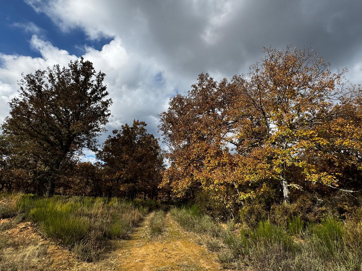 aitorvv's tweet photo. 🌳📐Retomamos el trabajo de campo del proyecto @LifeRebollo:
- Salamanca ✅
- Soria ✅
- Segovia ✅
- Palencia ✅
- Burgos ✅
- León ✅
- Zamora ✅
📆 Próxima (y última) parada: Ávila
Seguimos 💪🏼
#liferebollo #rebollo
#somosiufor https://t.co/3OhLzJWjQr