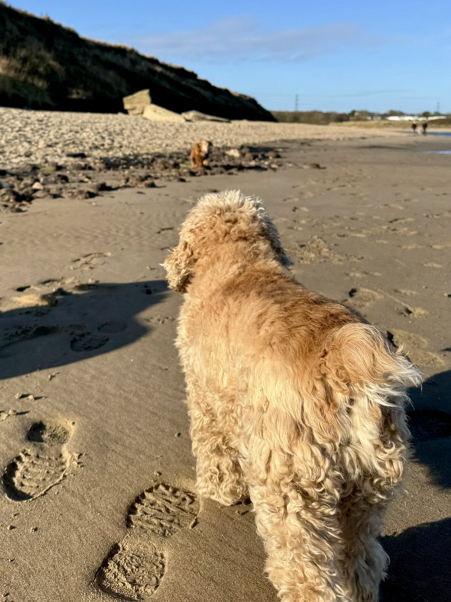 SpanielsSuper's tweet photo. I’m keeping an eye on Bat for mum #HelpfulIsky 
He never goes far, but mum can watch Ronnie while I watch Bat #Teamwork https://t.co/AtmWDs8qTL