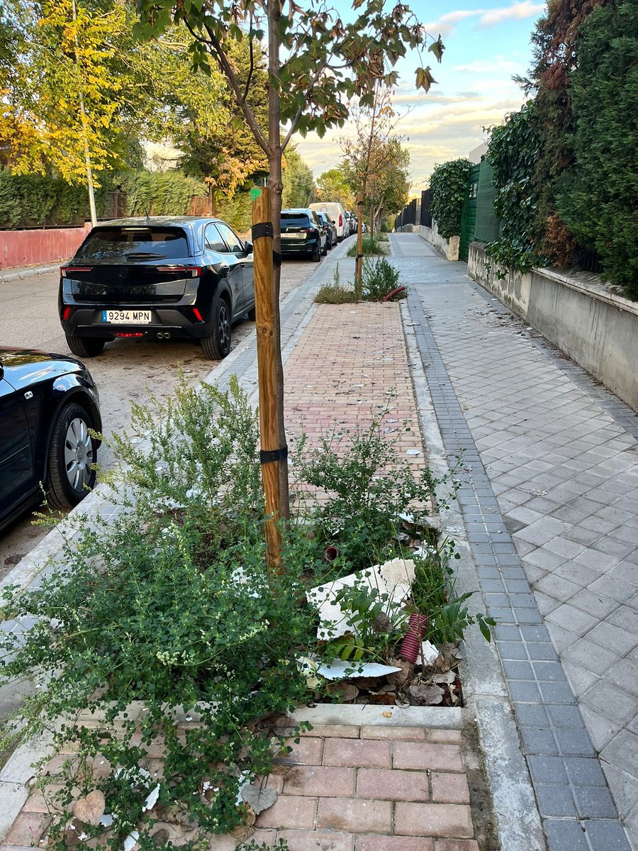 TeleTuerO's tweet photo. .@AlmeidaPP_  @BorjaFanjul #Valdemarín @MoncloaAravaca  lamentable, a los alcorques les falta jardinería 🧑‍🌾 y limpieza🧹, calzada con agujeros 🚗🚌, rotondas sin cuidar... Foto📷 C/ Viñas de el Pardo #DavidLloyd #Borja Semper https://t.co/QO9qdDQ9d8