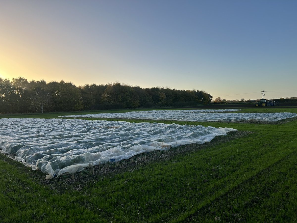 Seedsman1986's tweet photo. @NPZ_UK #demofield looking great in the winter sun! This will be the stage for next years 20 year celebrations! #npzuk #breedingquality https://t.co/IzAORqaRuO
