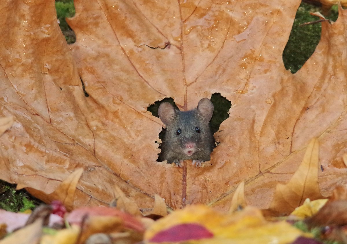 Autumn Mouse in a little leaf house
