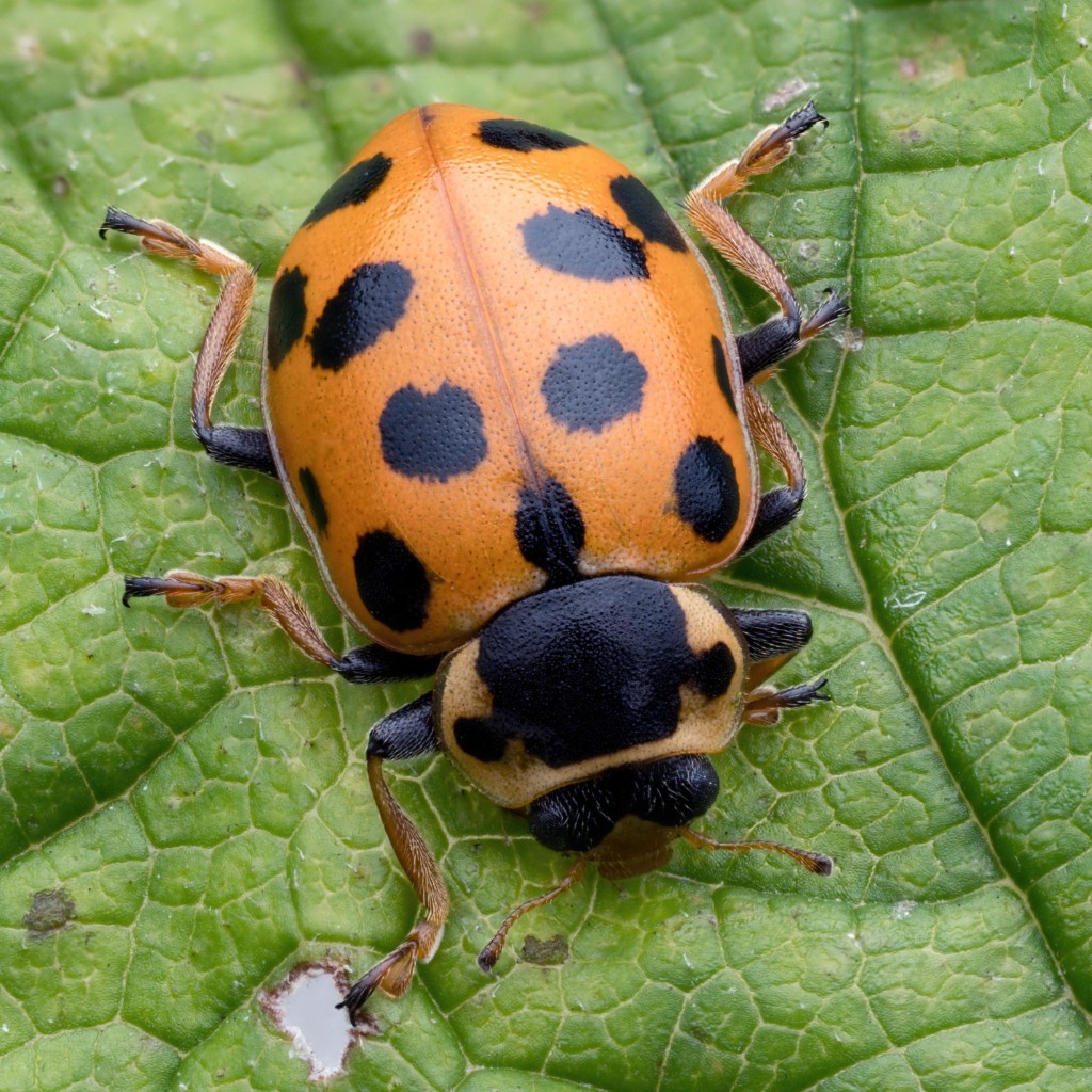 A great record &amp; stunning photo of 13-Spot Ladybird by Larry Doherty, recorded from Cabragh Wetlands, Co. Tipperary back in September. 

This species only has 39 records in our Ladybirds of Ireland dataset, so always nice to see submissions for this species. 

#LadybirdAtlas2025