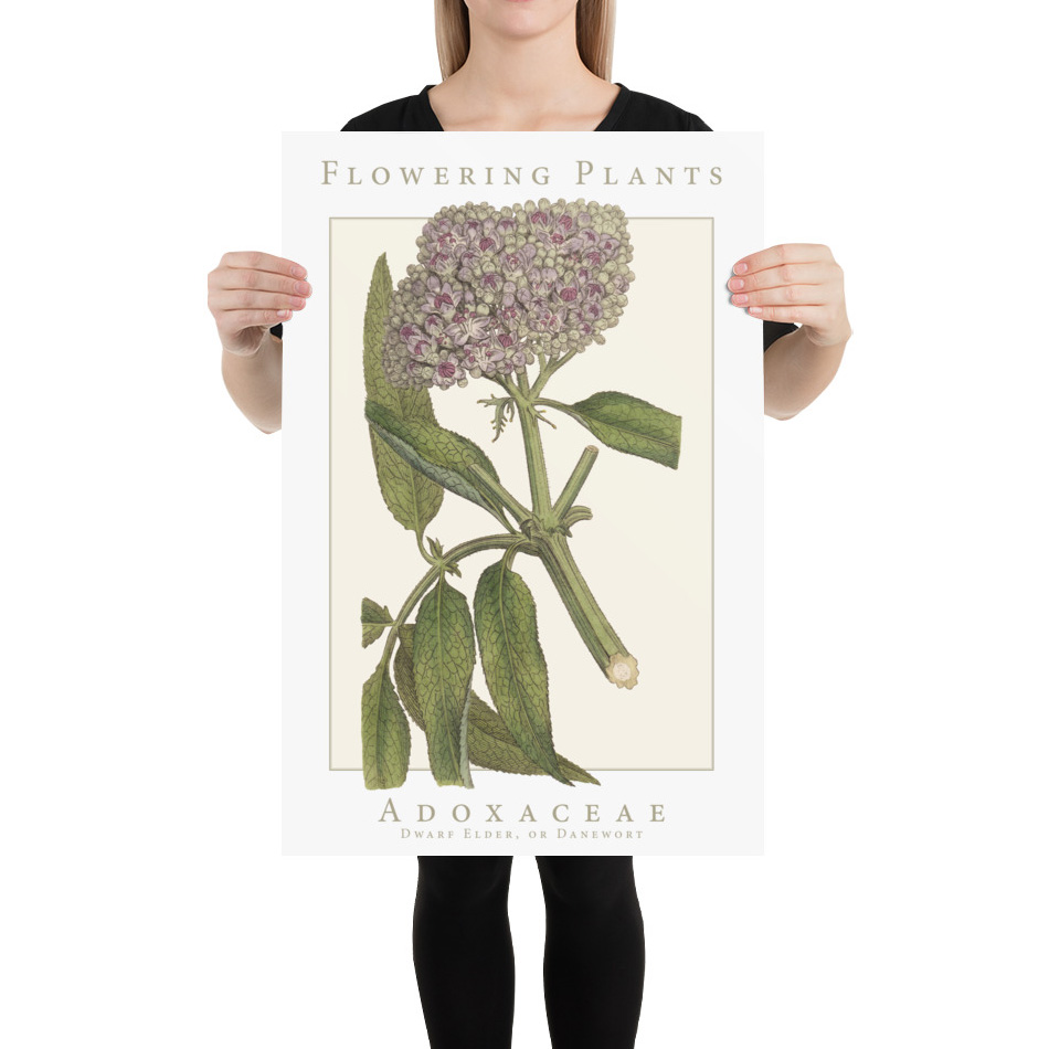 Take a journal to the intersection of science and art and explore the Flowering Plant Family poster collection. Available in multiple sizes, these museum-quality botanical posters are printed on thick matte paper.

#BotanicalArt #PlantTaxonomy #ScienceMeetsArt #NatureInspired