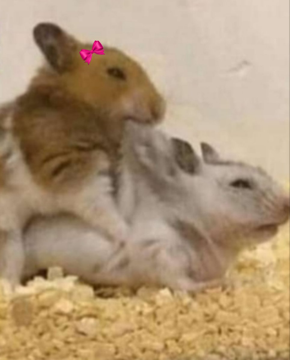 SOPLODEPAN's tweet photo. Descripción gráfica https://t.co/jtpDOfRUBp