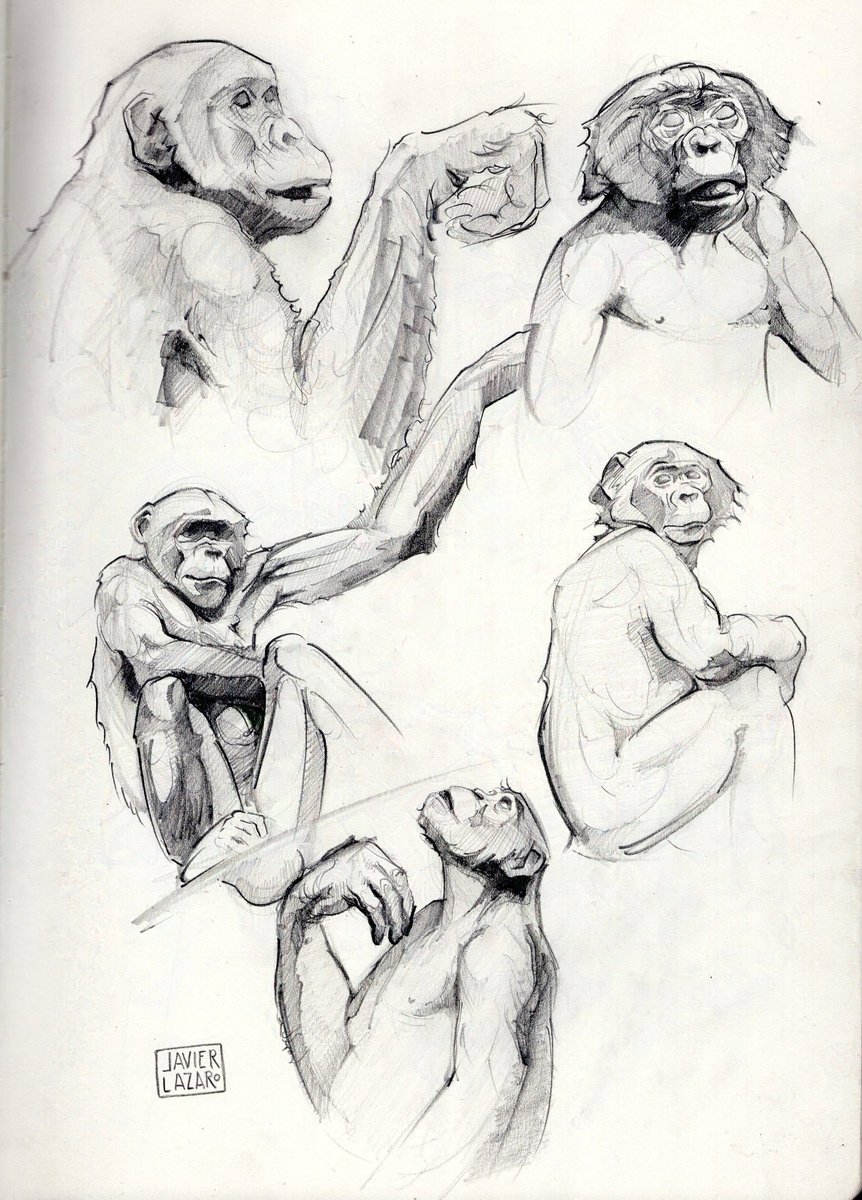 Javier Lazaro - science & wildlife art (@lazaroillustrat) on Twitter photo More apes :)
Pencil sketches of bonobos. Based on the wonderful photos by Christian Ziegler. <a href="/MPI_animalbehav/">MPI-AB is on Bluesky @mpi-animalbehav.bsky.social</a> More apes :)
Pencil sketches of bonobos. Based on the wonderful photos by Christian Ziegler. <a href="/MPI_animalbehav/">MPI-AB is on Bluesky @mpi-animalbehav.bsky.social</a>