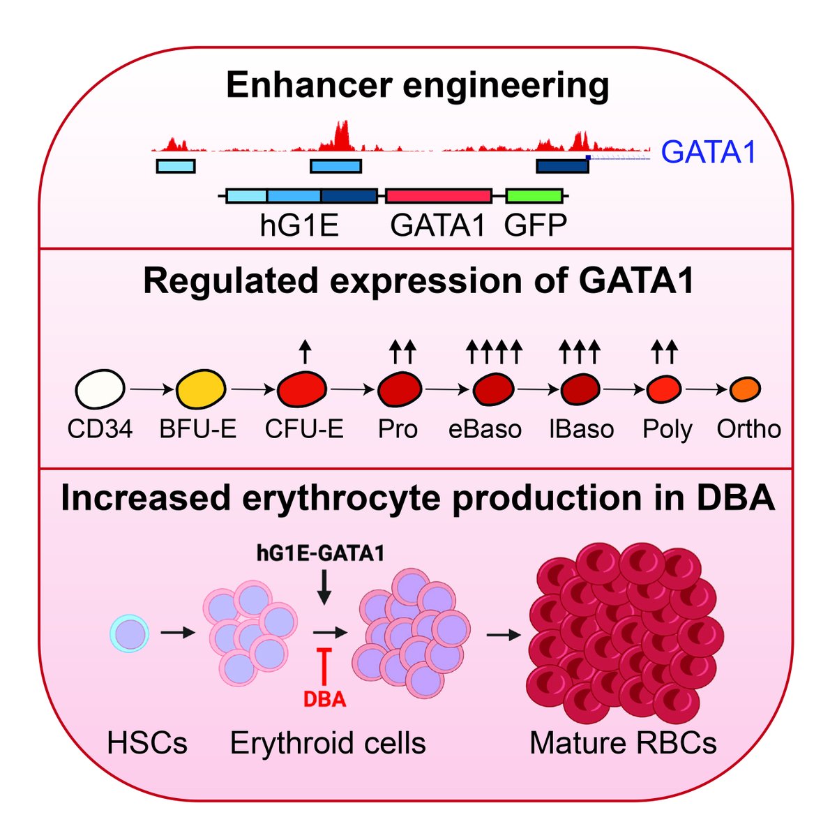 Vijay Sankaran (@bloodgenes) on Twitter photo Delighted to have our preclinical study led by <a href="/RichardVoit/">Richard Voit</a> on a universal gene therapy approach for #DiamondBlackfanAnemia by regulated GATA1 expression published in <a href="/CellStemCell/">Cell Stem Cell</a> today: cell.com/cell-stem-cell… Delighted to have our preclinical study led by <a href="/RichardVoit/">Richard Voit</a> on a universal gene therapy approach for #DiamondBlackfanAnemia by regulated GATA1 expression published in <a href="/CellStemCell/">Cell Stem Cell</a> today: cell.com/cell-stem-cell…