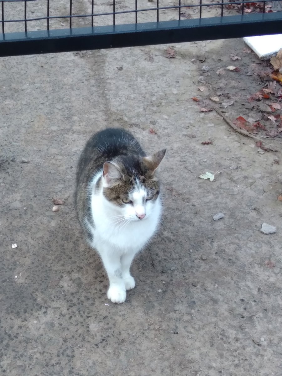We thought we'd share the news of a new role at #MoseleyRoadBaths.  Kitty, a mystery customer for Balsall Heath's Living Room installation in 2023, has now joined us as Security Supervisor and is hard at work overseeing the security team. #cats #Conservation #keepswimming