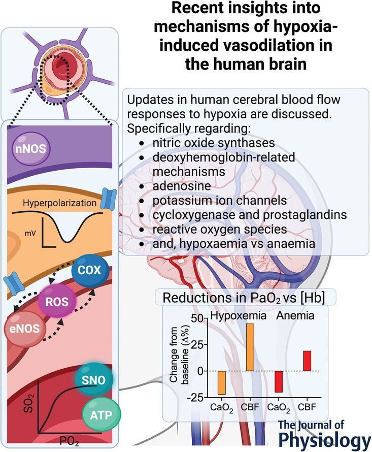 Jay M. J. R. Carr (<a href="/CHLVH_UBCO/">CHLVH</a>) et al. discuss recent insights into mechanisms of hypoxia-induced #vasodilatation in the human brain 🧠⚙️ 

🔗 Read the #SymposiumReview here: buff.ly/3Z0kzRL