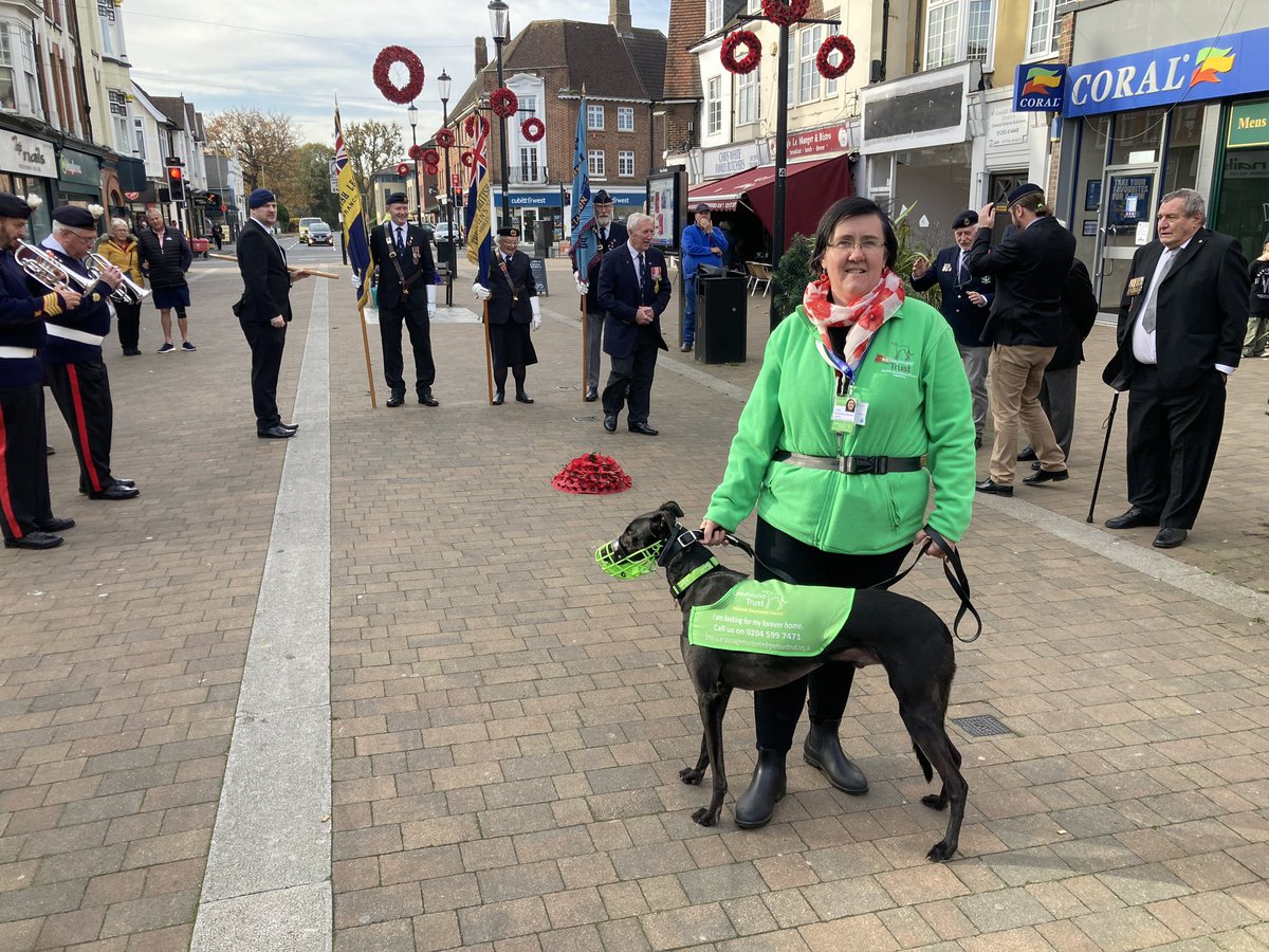 Ready for the National Two Minutes’ Silence in #Horley earlier today with my fellow <a href="/HorleyRBL/">Horley RBL</a> members and general public. 

I was accompanied by Cerberus from the local <a href="/greyhoundtrust/">Greyhound Trust</a> National Greyhound Centre - one of the hounds looking for his forever home.