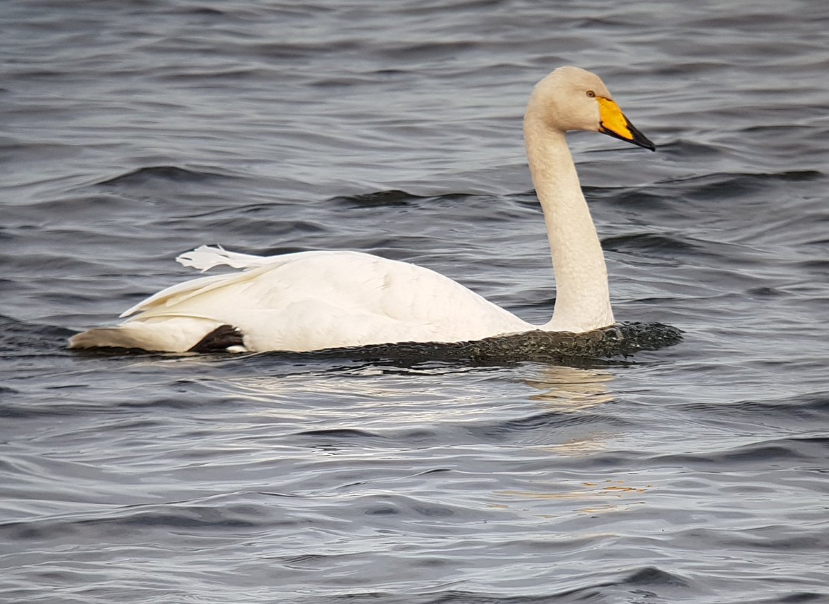 Kenmat48's tweet photo. #Belvide today whooper swan, redpoll, black_tailed godwit  and lapwing https://t.co/7yFbXRRn3m