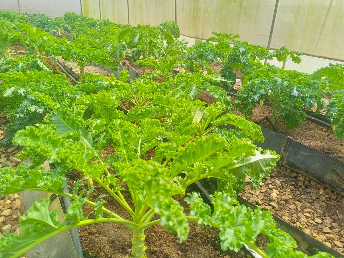 AjiboyeAdebayoA's tweet photo. When you ask a Farmer
Does Money ๐ฐ grows in trees?
And show you this,
What would be your response?
#AgroKnowledge https://t.co/EtfEwMqhlJ