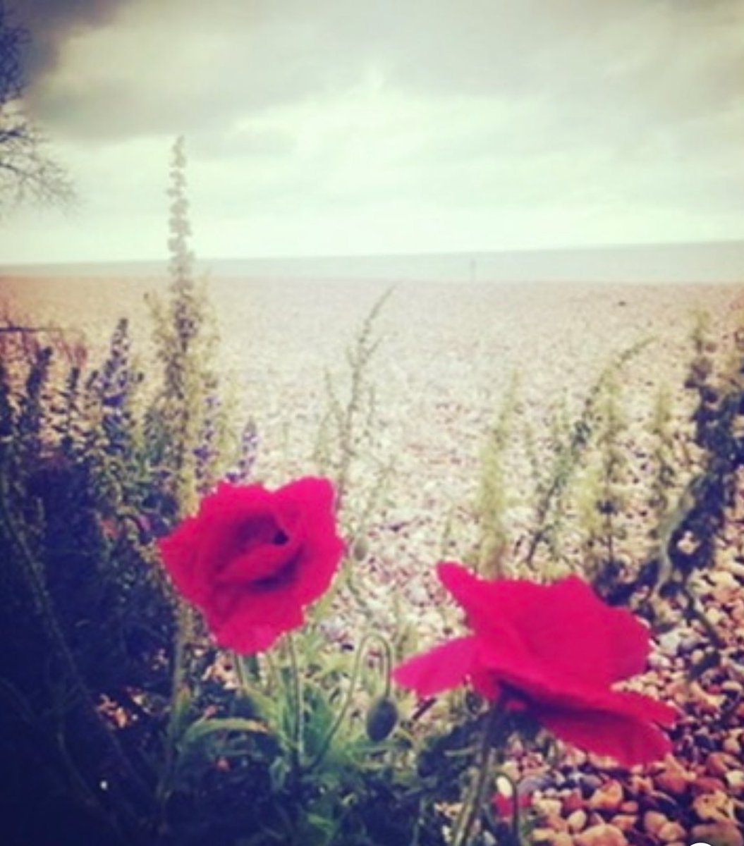 #remember #LestWeForget #RememberanceDay2024 #Rememberance #NeverForget #dealkent